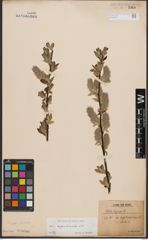 Foto von Salix appendiculata Vill.